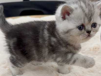 Chatons de type British Shorthair à vendre (3 femelles & 3 mâles)