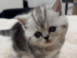 Chatons de type British Shorthair à vendre (3 femelles & 3 mâles)