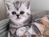 Chatons de type British Shorthair à vendre (3 femelles & 3 mâles)