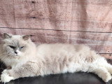Saillie Ragdoll mâle blue point mitted LOOF