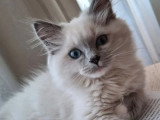Saillie Ragdoll mâle blue point mitted LOOF