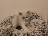 Saillie Ragdoll mâle blue point mitted LOOF