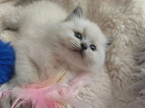 Saillie Ragdoll mâle blue point mitted LOOF
