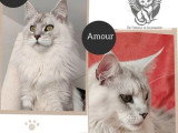 Saillie Maine Coon mâle LOOF disponible