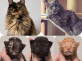 Portée Maine Coon 3 chatons LOOF à réserver, nés en avril 2026