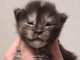 Portée Maine Coon 3 chatons LOOF à réserver, nés en avril 2026