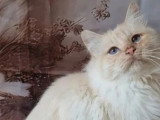 Portée de 10 chatons Sacré de Birmanie LOOF nés en juillet 2025 en vente