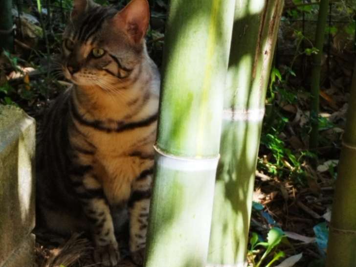 Mâle reproducteur Bengal LOOF à vendre