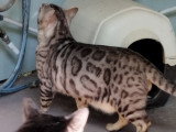 Mâle reproducteur Bengal LOOF à vendre