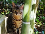 Mâle reproducteur Bengal LOOF à vendre