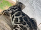 Mâle reproducteur Bengal LOOF à vendre