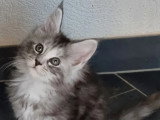Chaton femelle Maine Coon black tortie silver de février 2026 LOOF à réserver