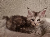 Chaton femelle Maine Coon black tortie silver de février 2026 LOOF à réserver