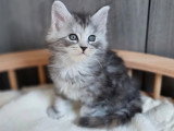 Chaton femelle Maine Coon black tortie silver de février 2026 LOOF à réserver