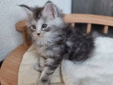 Chaton femelle Maine Coon black tortie silver de février 2026 LOOF à réserver