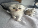 Chatons de type Scottish Fold à vendre (1 femelle & 2 mâles)