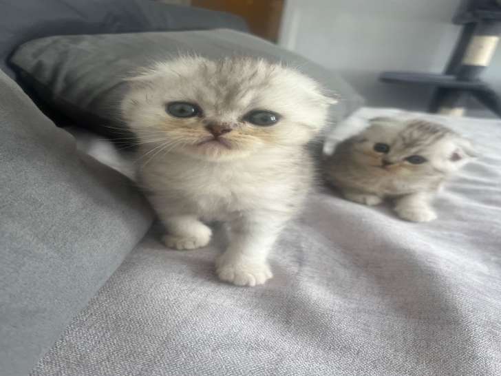 Chatons de type Scottish Fold à vendre (1 femelle & 2 mâles)