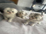 Chatons de type Scottish Fold à vendre (1 femelle & 2 mâles)