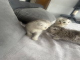 Chatons de type Scottish Fold à vendre (1 femelle & 2 mâles)
