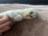 Chatons de type Scottish Fold à vendre (1 femelle & 2 mâles)