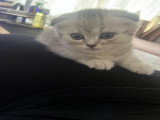 Magnifique chaton Scotisch fold femelle disponible