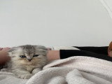 Magnifique chaton Scotisch fold femelle disponible