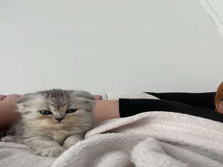 Magnifique chaton Scotisch fold femelle disponible