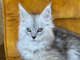 Chaton femelle Maine Coon black smoke LOOF à vendre
