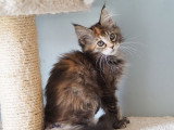 2 chatons Maine Coon LOOF mâle et femelle à vendre