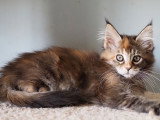 2 chatons Maine Coon LOOF mâle et femelle à vendre