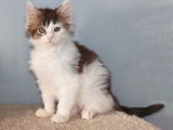 2 chatons Maine Coon LOOF mâle et femelle à vendre