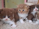 4 chatons British Longhair LOOF à réserver