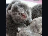 Chatons British Shorthair à vendre