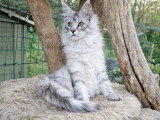 Chaton Maine Coon black silver tabby de janvier 2026 à vendre LOOF