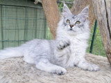 Chaton Maine Coon black silver tabby de janvier 2026 à vendre LOOF