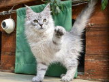 Chaton Maine Coon black silver tabby de janvier 2026 à vendre LOOF