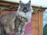 Chaton Maine Coon black silver tabby de janvier 2026 à vendre LOOF