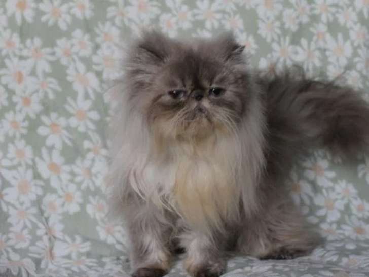 Chatte Persane colorpoint LOOF de 3 ans à vendre