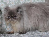 Chatte Persane colorpoint LOOF de 3 ans à vendre