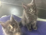 Portée Maine Coon 3 chatons LOOF nés février 2026