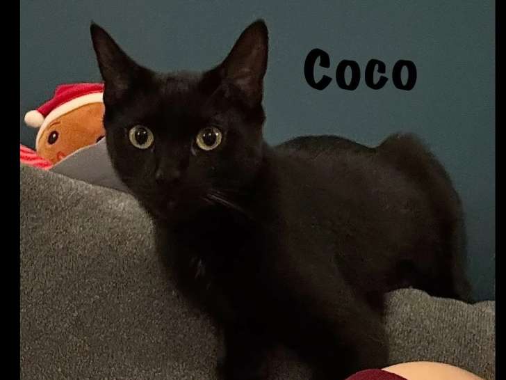 À la recherche d'une famille : chaton femelle noire de 7 mois