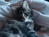 Deux chatons Maine Coon mâles LOOF nés en février 2026