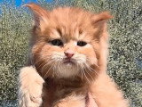 Deux chatons Maine Coon mâles LOOF nés en mars 2026 à réserver
