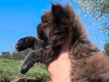 Deux chatons Maine Coon mâles LOOF nés en mars 2026 à réserver