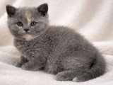 2 chatons British Shorthair LOOF nés en mars 2026 à réserver