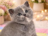 2 chatons British Shorthair LOOF nés en mars 2026 à réserver
