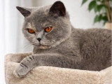 2 chatons British Shorthair LOOF nés en mars 2026 à réserver