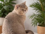 2 chatons British Shorthair LOOF nés en mars 2026 à réserver