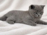 2 chatons British Shorthair LOOF nés en mars 2026 à réserver