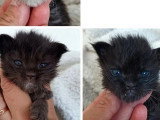 Portée de 7 chatons Maine Coon mars 2026LOOF à réserver